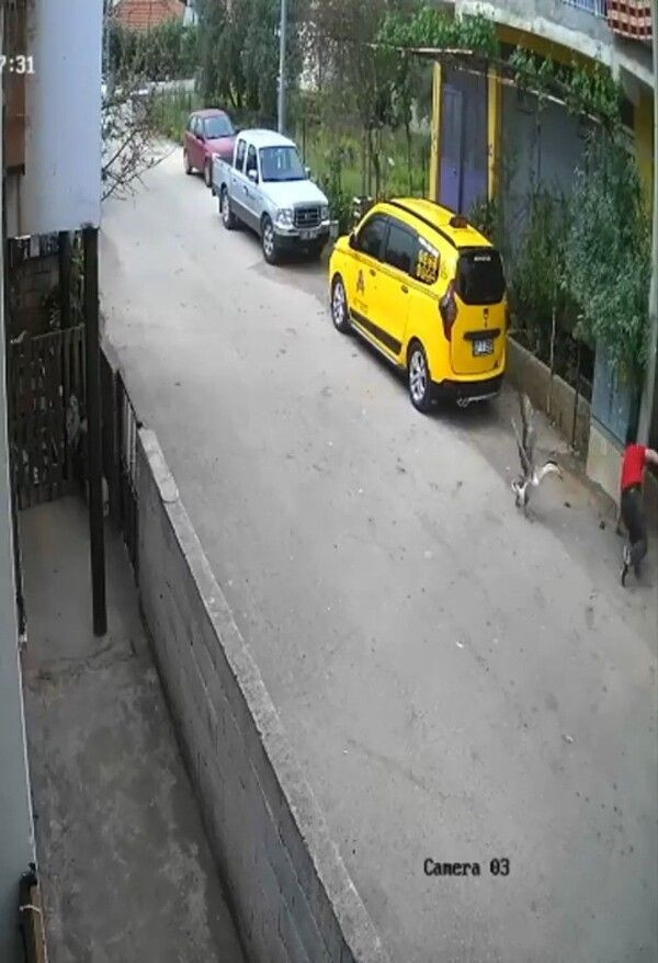 Antalya'da 'hayatım gözümün önünden geçti' deyip anlattı: Köpek yerine 3 bin TL'ye bunu alın - Resim: 1