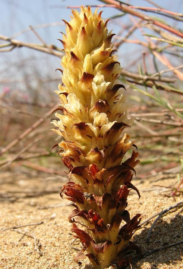 Antalya'da tarihi 2000 yıl öncesine dayanan 5 antik kentte 5 endemik bitki koruma altında - Resim: 4