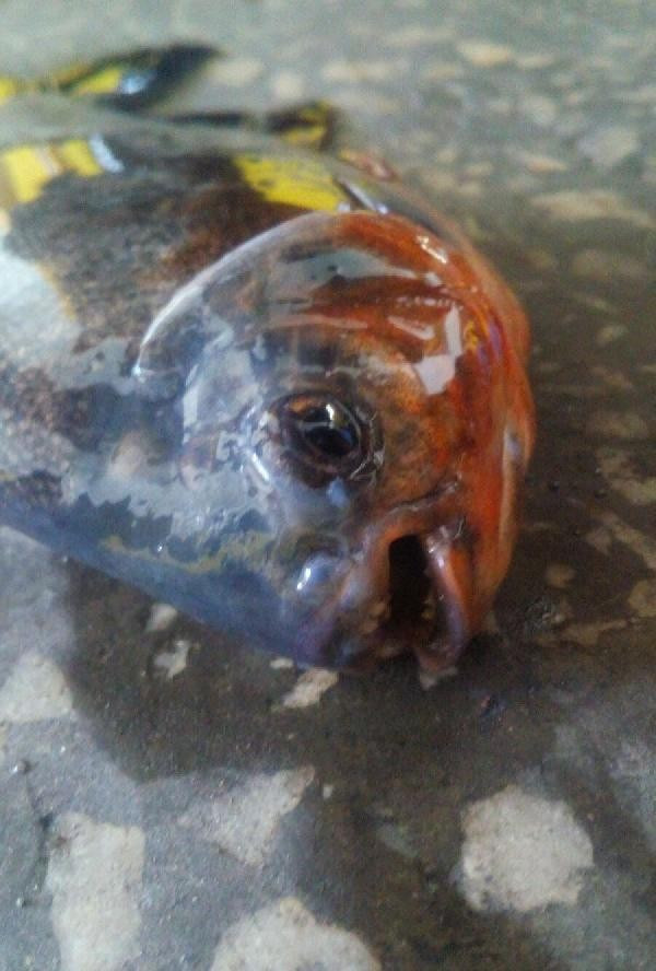 Sivas bunu konuşuyor Kızılırmak'tan pirana çıktı - Resim: 3