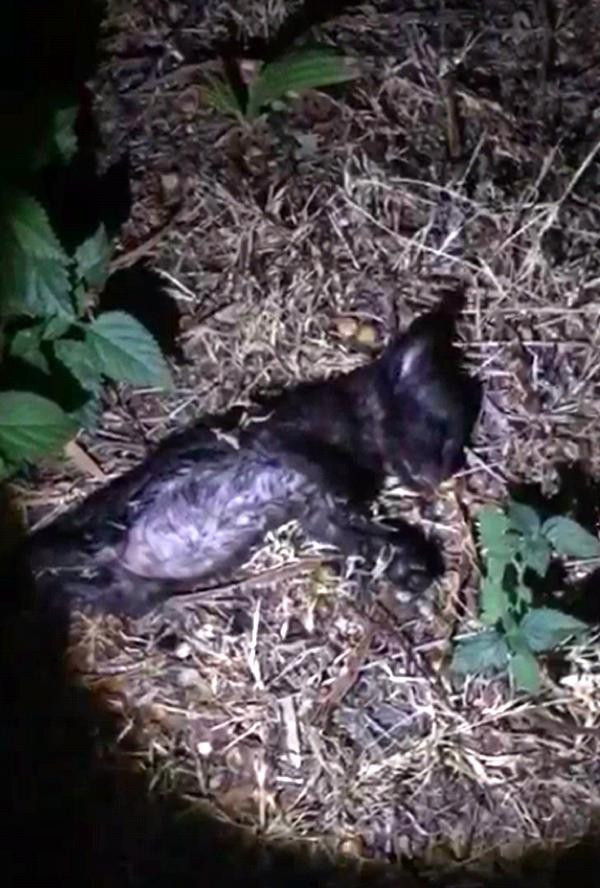 Bunu insan yapmaz! Kafaları ezilmiş halde buldular - Resim: 3