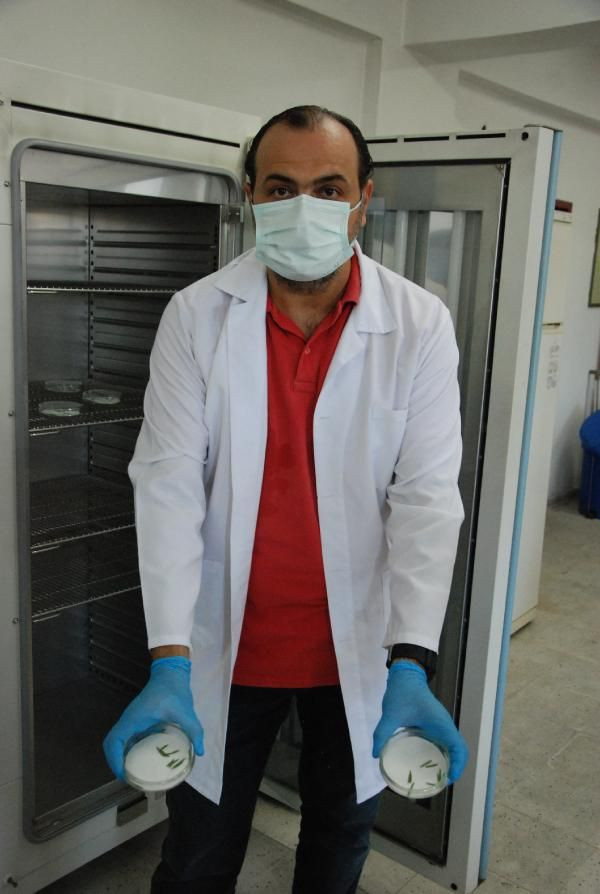 Kanser ilacı üretiminde kullanılan madde porsuk ağacında tespit edildi - Resim: 1