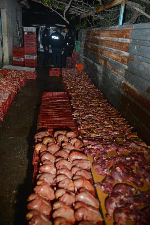 Mide bulandıran görüntü! Kaçak tavuk kesimhanesine baskın - Resim: 1