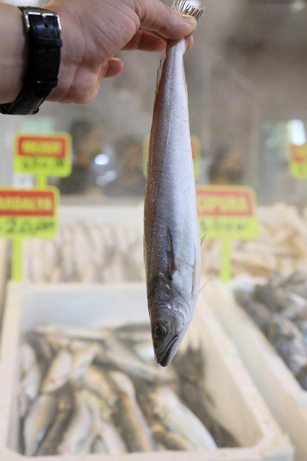 Vatandaşlar tedirgin! Balon balığını sokak aralarında 'mezgit' diye satıyorlar iddiası - Resim: 1