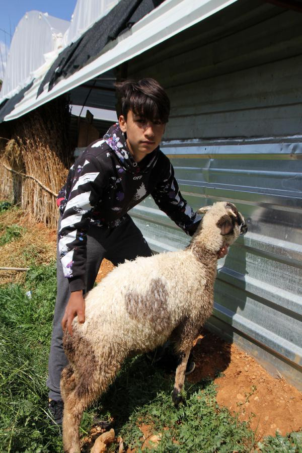 Antalya'da bu kuzuyu görenler şaşkına döndü! Satmayı düşünmüyor: Fotoğraf çektirmek isteyenler gelebilir - Resim: 0