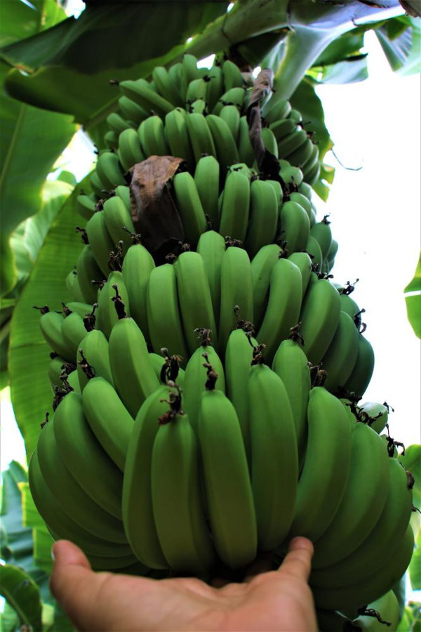 Üreticide 3 TL markete 16 TL! Hayret bir rakam, büyük uçurumlar var - Resim: 2