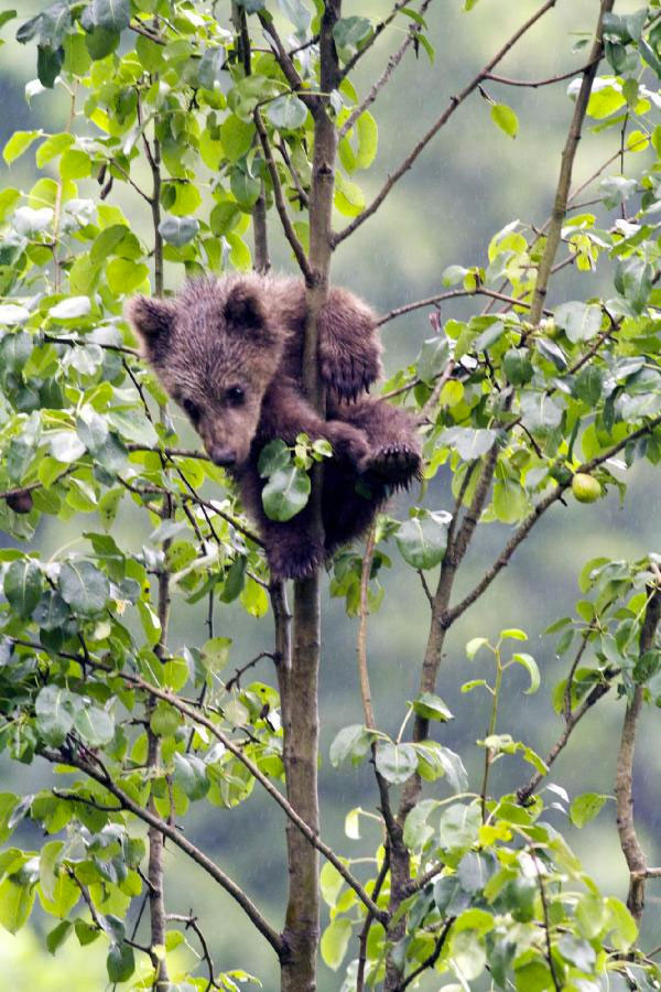 İnsan yiyen bir nesil geliyor bölge halkı diken üstünde - Resim: 2
