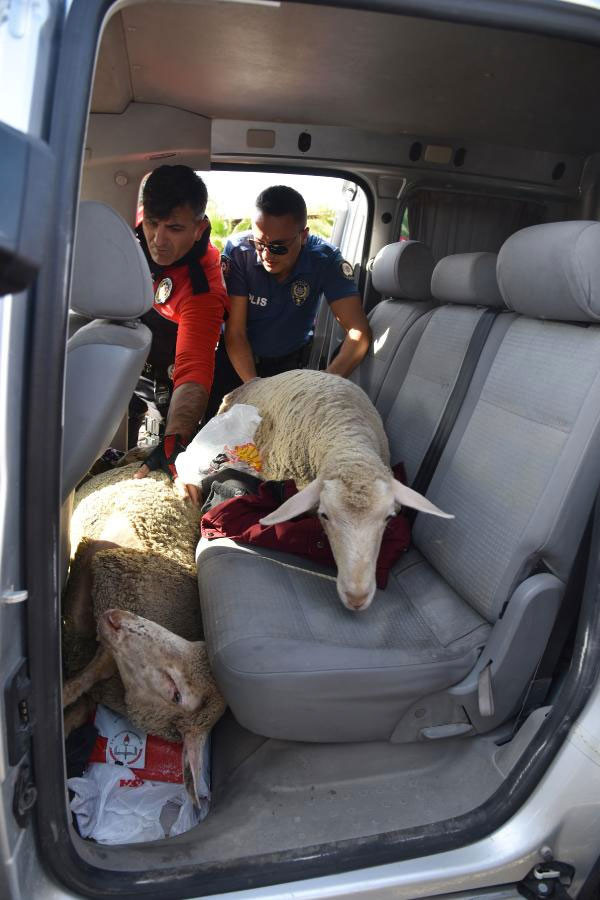 2 erkek 3 kadın 5 koyunu çaldı savunmaları 'pes' dedirtti... - Resim: 3