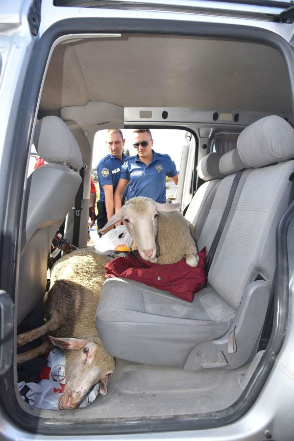 2 erkek 3 kadın 5 koyunu çaldı savunmaları 'pes' dedirtti... - Resim: 4