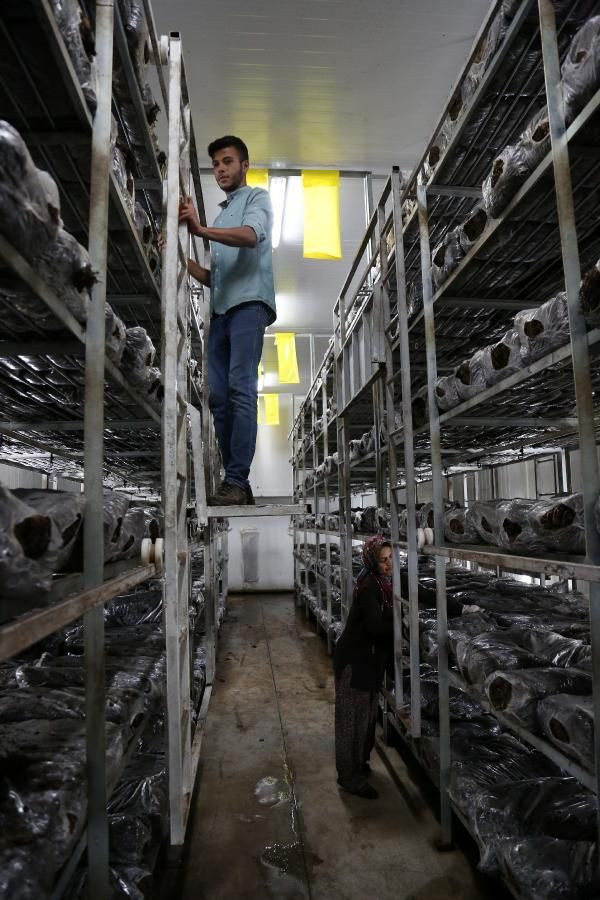 'Mantarın başkenti' Türkiye'de üretilenin yüzde 54'ü burada yetiştiriliyor! - Resim: 4