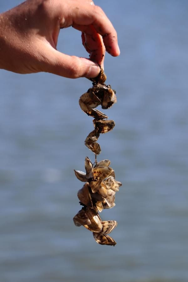 Van Gölü'nde büyük tehlike! Zebra midye tam 800 yıl sonra ortaya çıktı - Resim: 4