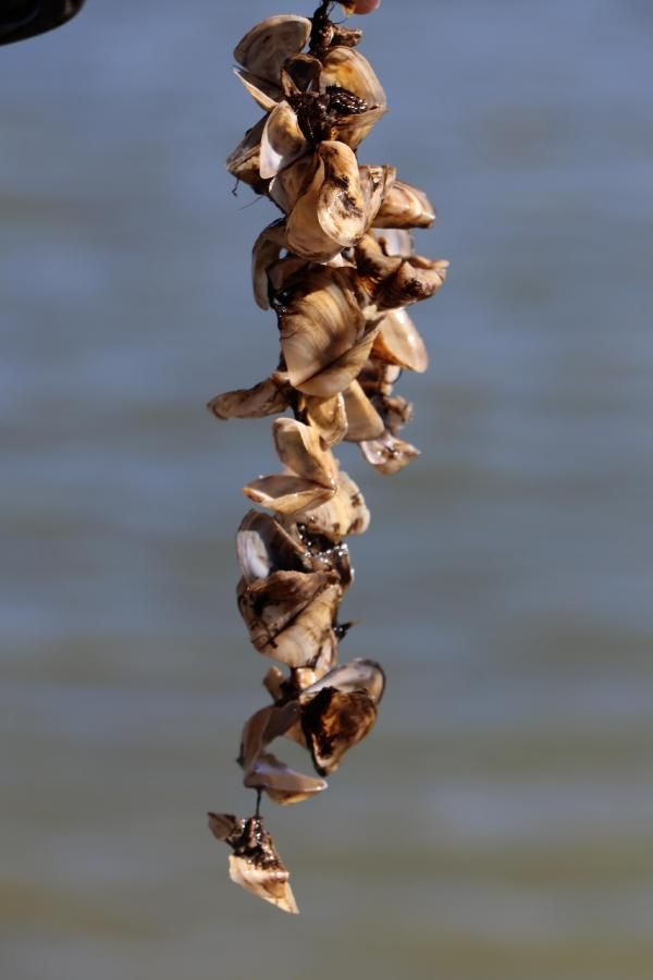 Van Gölü'nde büyük tehlike! Zebra midye tam 800 yıl sonra ortaya çıktı - Resim: 3