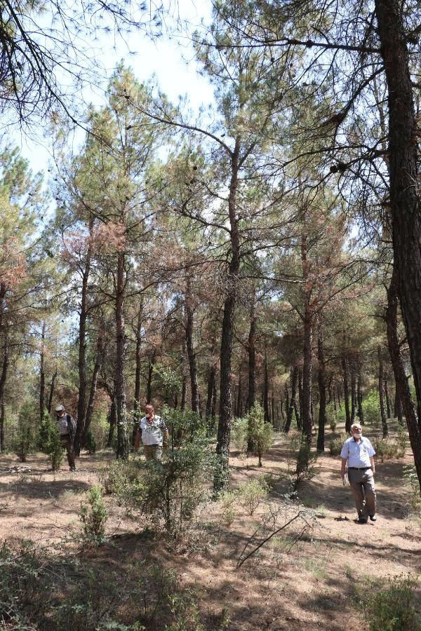 Çorak arazi 40 yılda ormana dönüştürüldü! İnanılmaz değişim - Resim: 3