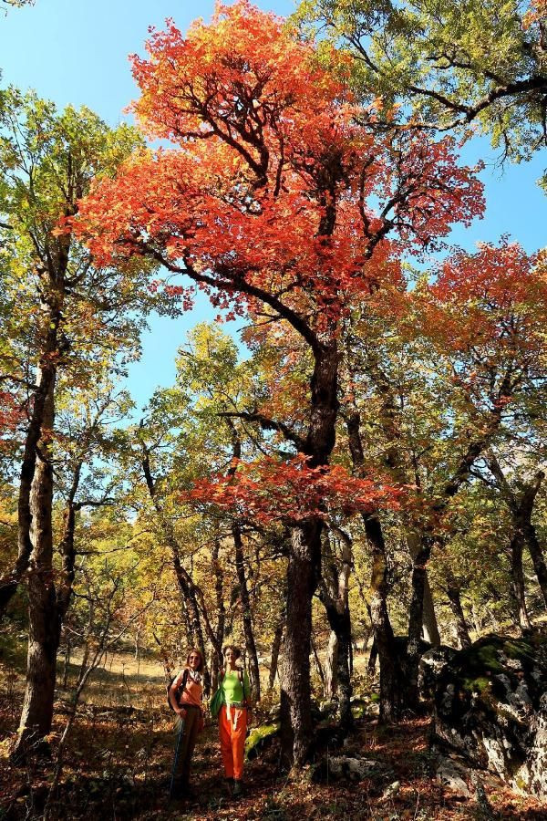 Türkiye'de tek! Isparta'daki bu ormana randevusuz girilmiyor - Resim: 2