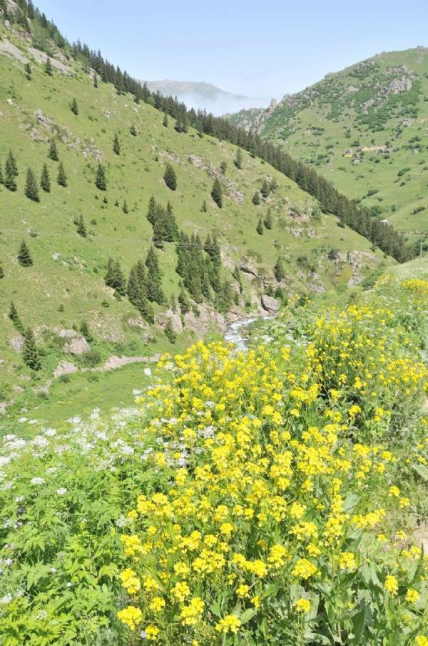 Kilosu 900 liraya satılıyor tamamı için sipariş alındı - Resim: 2