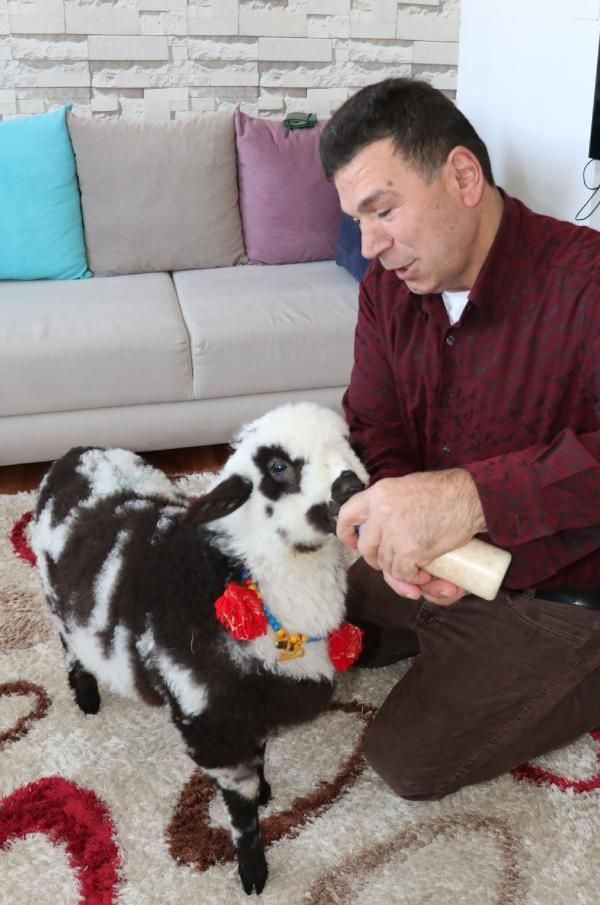 Yanından ayırmadığı kuzusuyla maça gitti dışarı çıkarıldı - Resim: 3