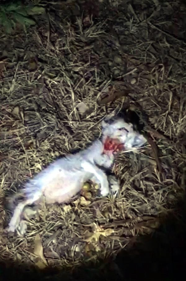 Bunu insan yapmaz! Kafaları ezilmiş halde buldular - Resim: 2