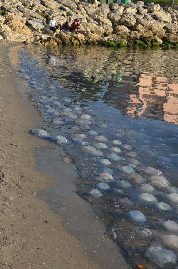 Korkutan görüntü! Avcılar sahilini dev denizanaları istila etti - Resim: 2