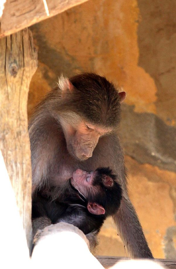 Hayvanat bahçesinin yeni üyeleri  - Resim: 2