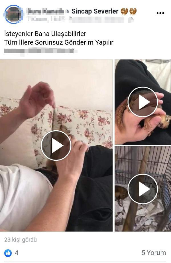 Adana'da internetten yasaklı ırkları satışa sundular! İşte akrep, baykuş, yılan fiyatı... - Resim: 0