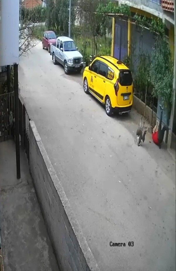 Antalya'da 'hayatım gözümün önünden geçti' deyip anlattı: Köpek yerine 3 bin TL'ye bunu alın - Resim: 3