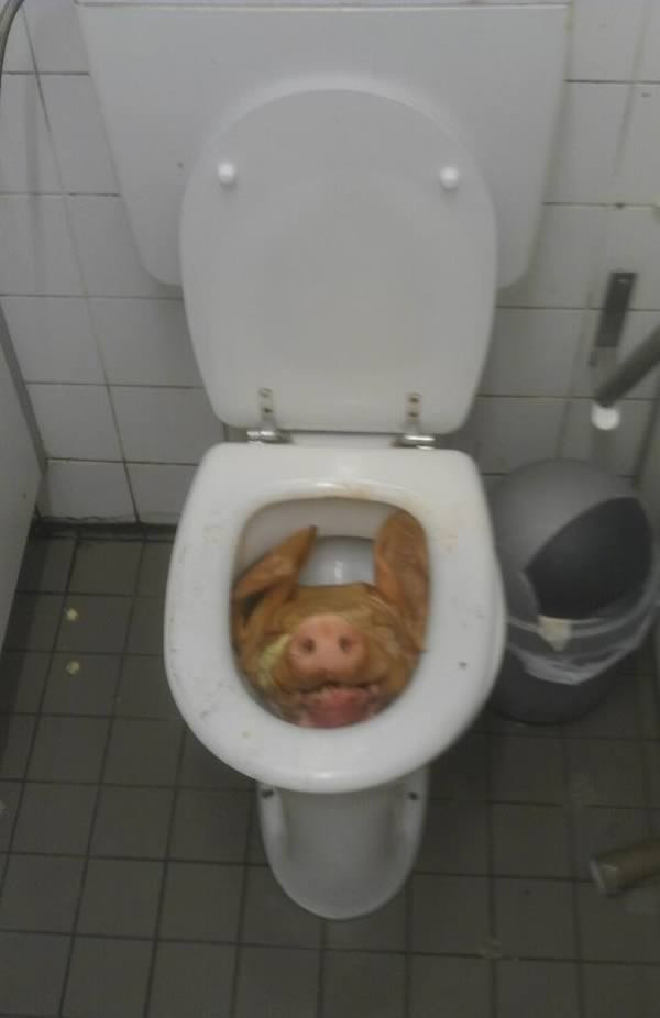 Siz ne yapardınız! Tuvalete girdi karşına bu görüntü çıktı ve... - Resim: 3