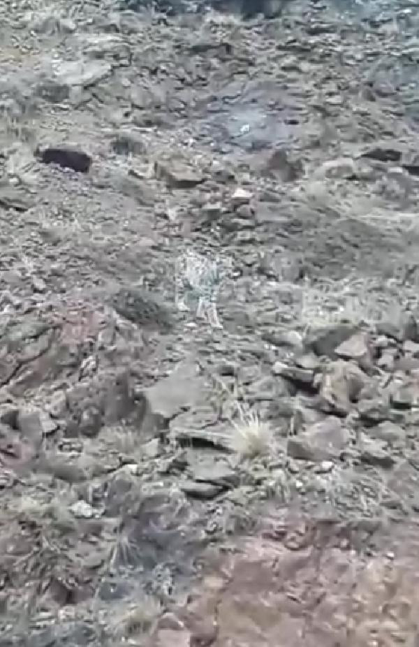 Sivas'ta şaşırtan görüntü: Aynı anda görüntülendiler! - Resim: 4