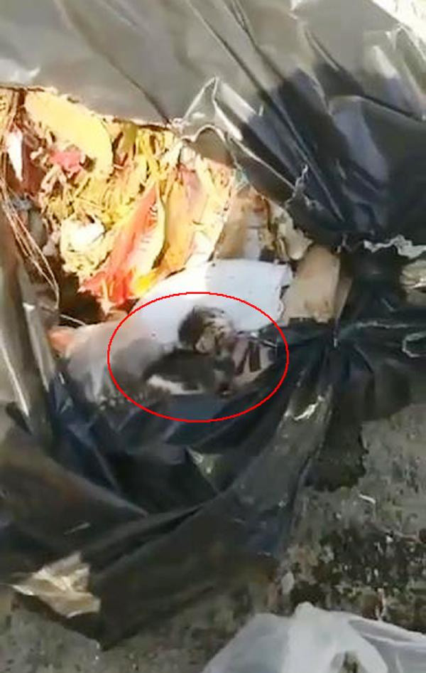 2 günlük yavru kediyi poşete koyup çöpe atmışlar - Resim: 1