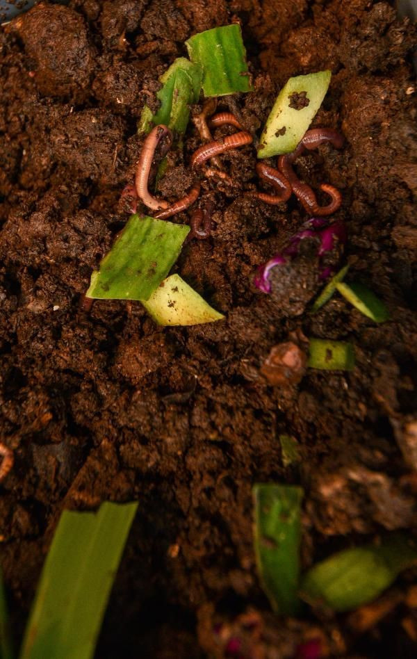 Siyah altın deniyor 1000 TL'ye satılıyor! Salgında talep patladı Antalya'da talep patladı - Resim: 2