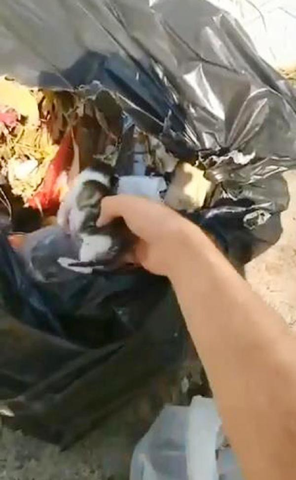 2 günlük yavru kediyi poşete koyup çöpe atmışlar - Resim: 0