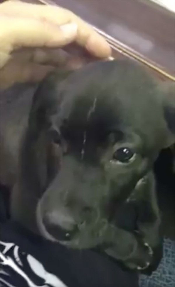 Karşısına çıkan poşetin hareket ettiğini gördü içini açınca şoke olacaksınız - Resim: 4