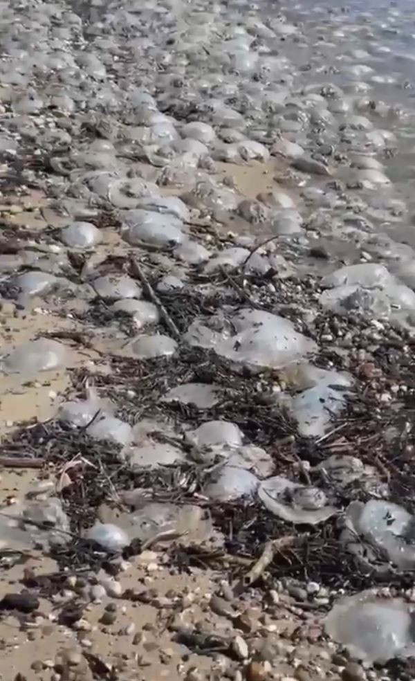 Sakın yakınına yaklaşmayın ve dokunmayın! Yüzlercesi kıyıda vurdu: Profesör uyardı - Resim: 0