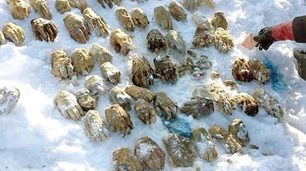 Bir çuval dolusu kesik el bulundu görüntüler korkunç! Açıklanamıyor - Resim: 3