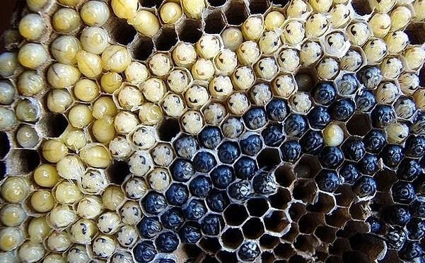 En iğrenç 10 yemek! Bunları yemek yürek ister! - Resim: 3