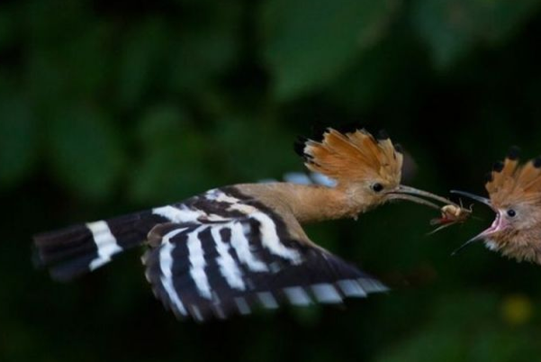 National Geographic'in en iyileri - Resim: 2