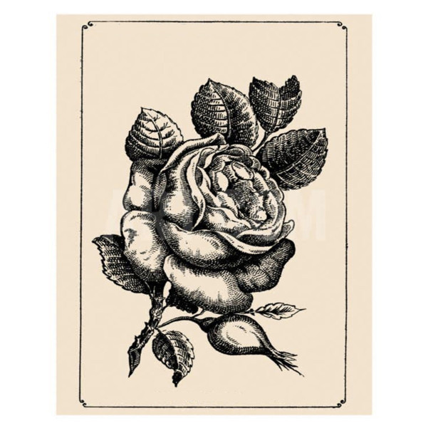 20 saniyeniz var! Gizlenmiş kadın yüzünü bulabilir misiniz? - Resim: 0