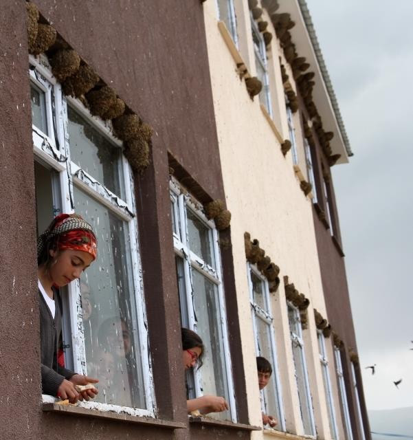 Yüzlerce kırlangıç okula yuva yaptı - Resim: 1