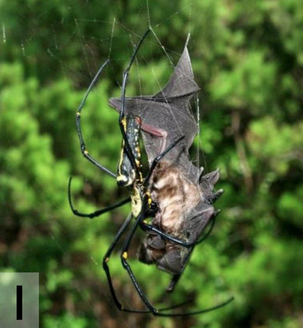 Yarasa yiyen örümcekler - Resim: 3