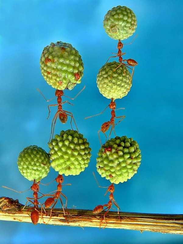 Hayrete düşüren kareler karıncaları daha önce hiç böyle görmediniz! - Resim: 3