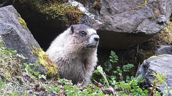 Moğolistan'da dağ sıçanı yiyen kadın yeni salgın başlattı! 24 saatte öldürüyor - Resim: 4