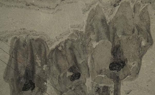 Hayvanlar aleminde 2012'nin en tuhaf keşifleri - Resim: 4