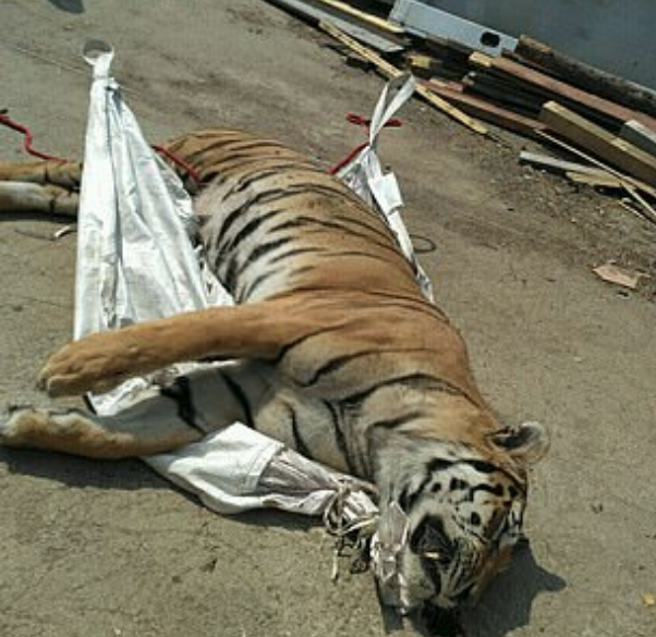 Elektrikli testereyle kaplan vahşeti! 25 bin dolara satacaklardı - Resim: 3