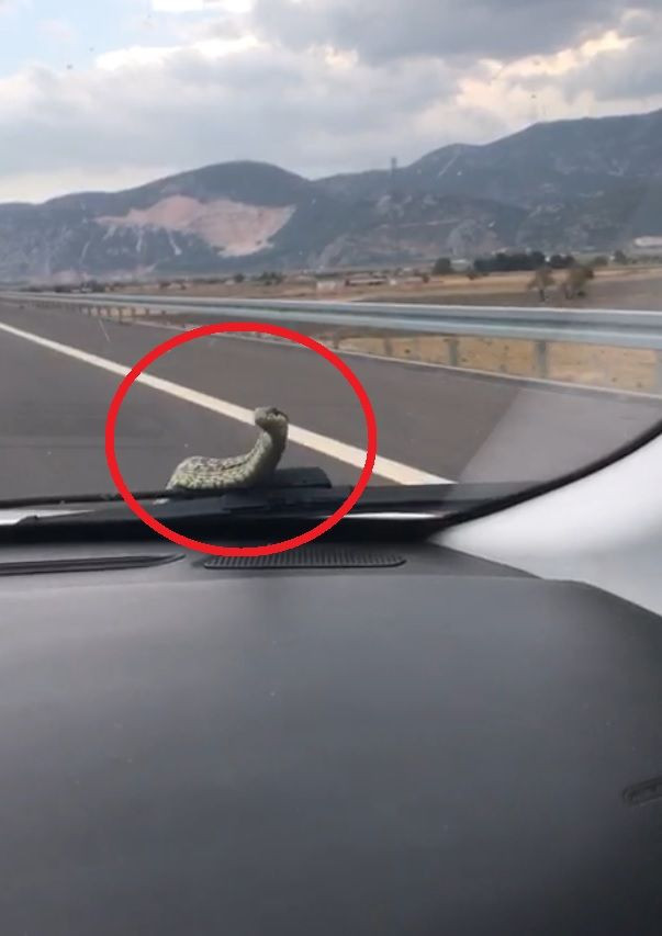 Seyir halindeki arabada yılan! Bursa'da arandı 3 gün sonra İzmir'de çıkarıldı - Resim: 2