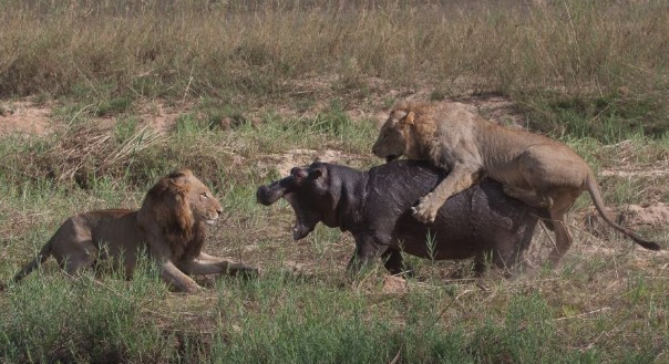 Vahşi av saniye saniye görüntülendi - Resim: 1
