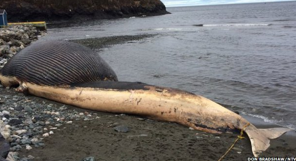 Dev balina her an patlayabilir - Resim: 2