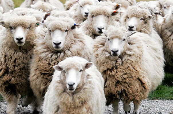 İyi kurbanlık nasıl seçilir? - Resim: 2