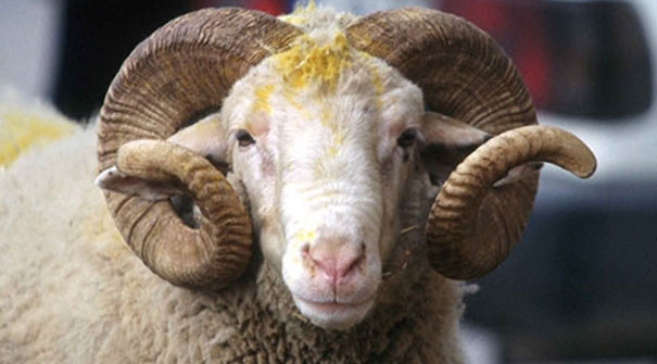 Büyükbaş kurban fiyatları ve Küçükbaş kurban fiyatları hangi ilde ne kadar? - Resim: 1