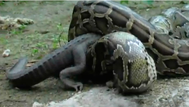 Yılan timsahı tek lokmada yuttu - Resim: 4