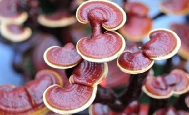 Kilosu bin lira! - Resim: 3