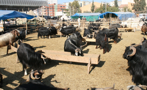 İyi kurbanlık nasıl seçilir? - Resim: 3