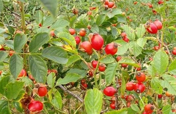 Ağrı kesiciden daha etkili! Kuşburnunu böyle için - Resim: 3